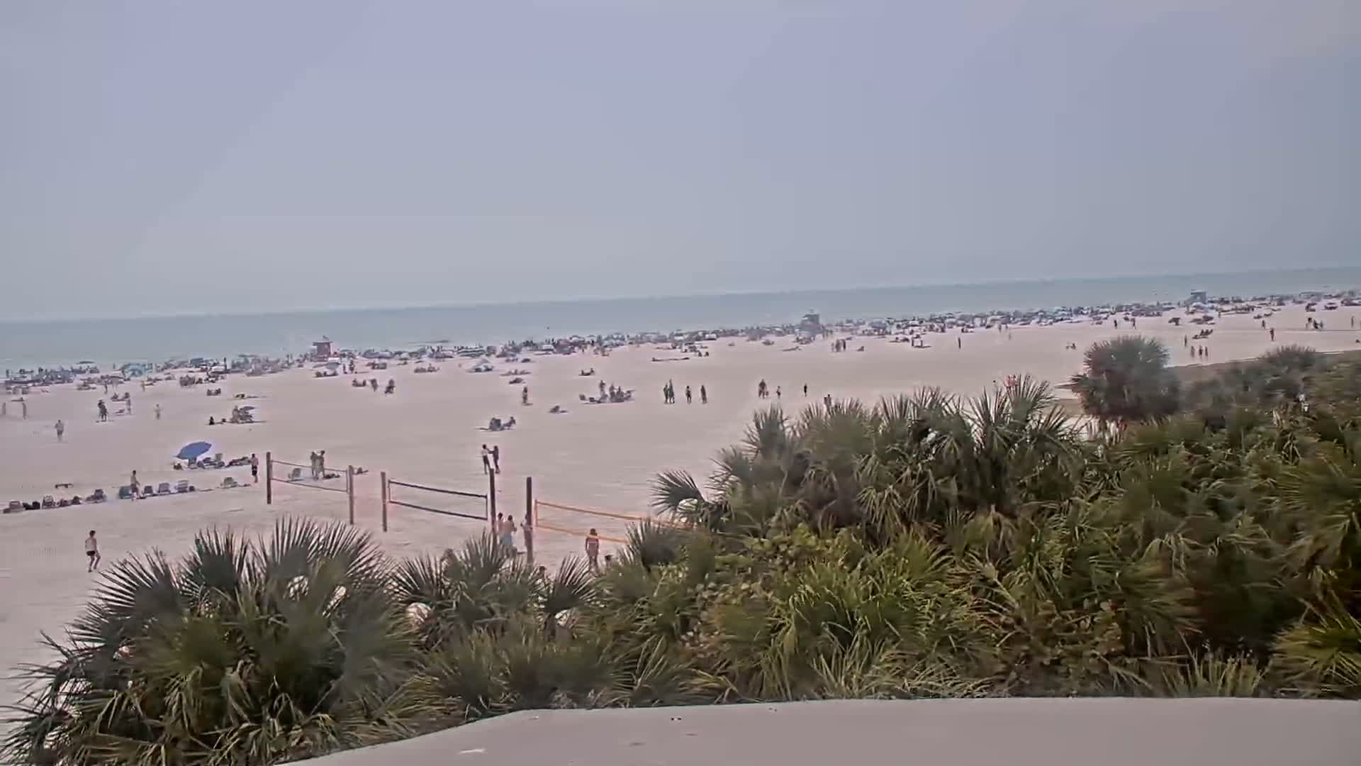 A crowded beach with people sunbathing, swimming, and playing volleyball, viewed from behind a line of palm trees on an overcast day.