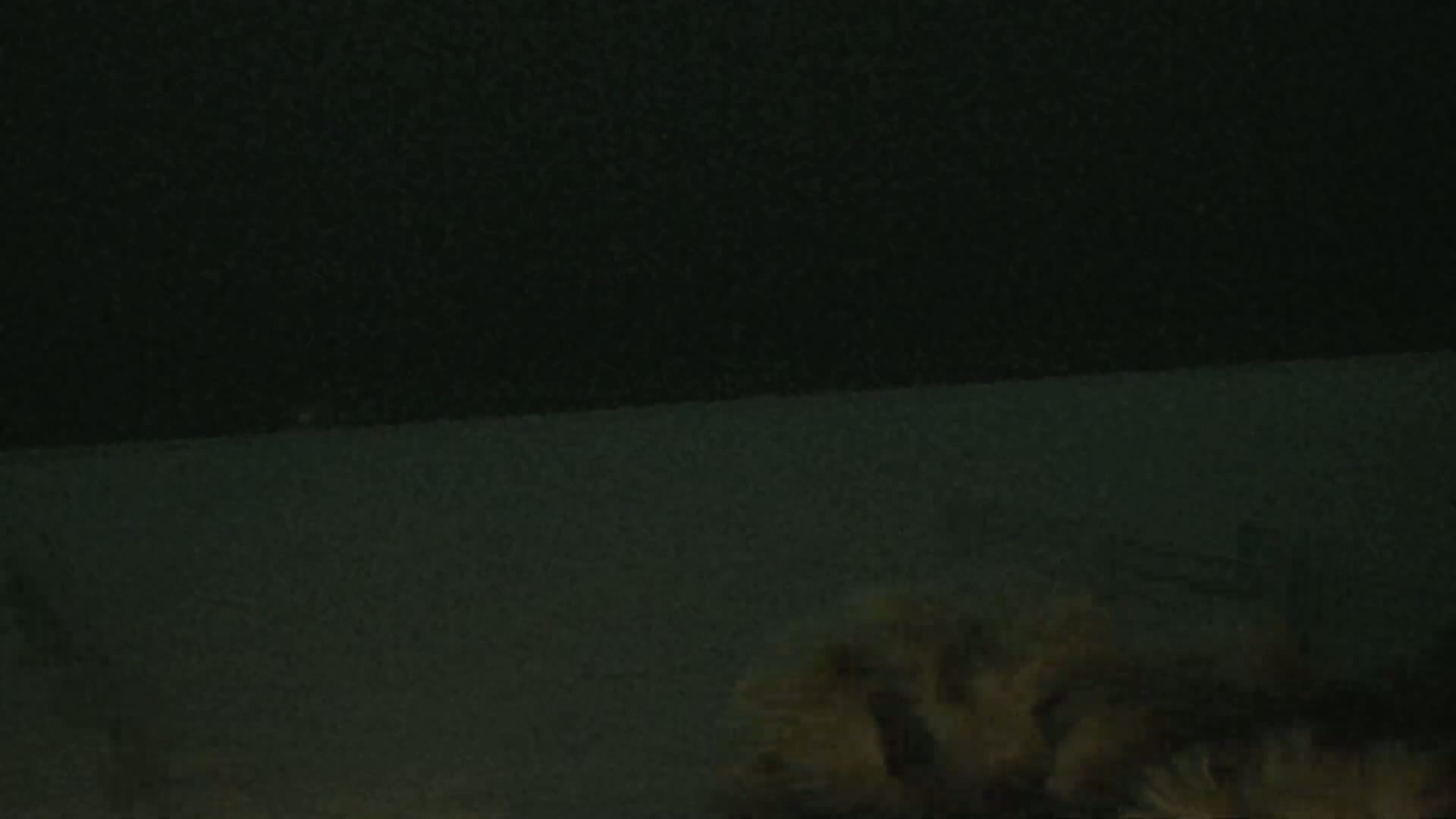 A low-light image shows a dark ground covered with light-colored, possibly dried, vegetation under a dark sky.