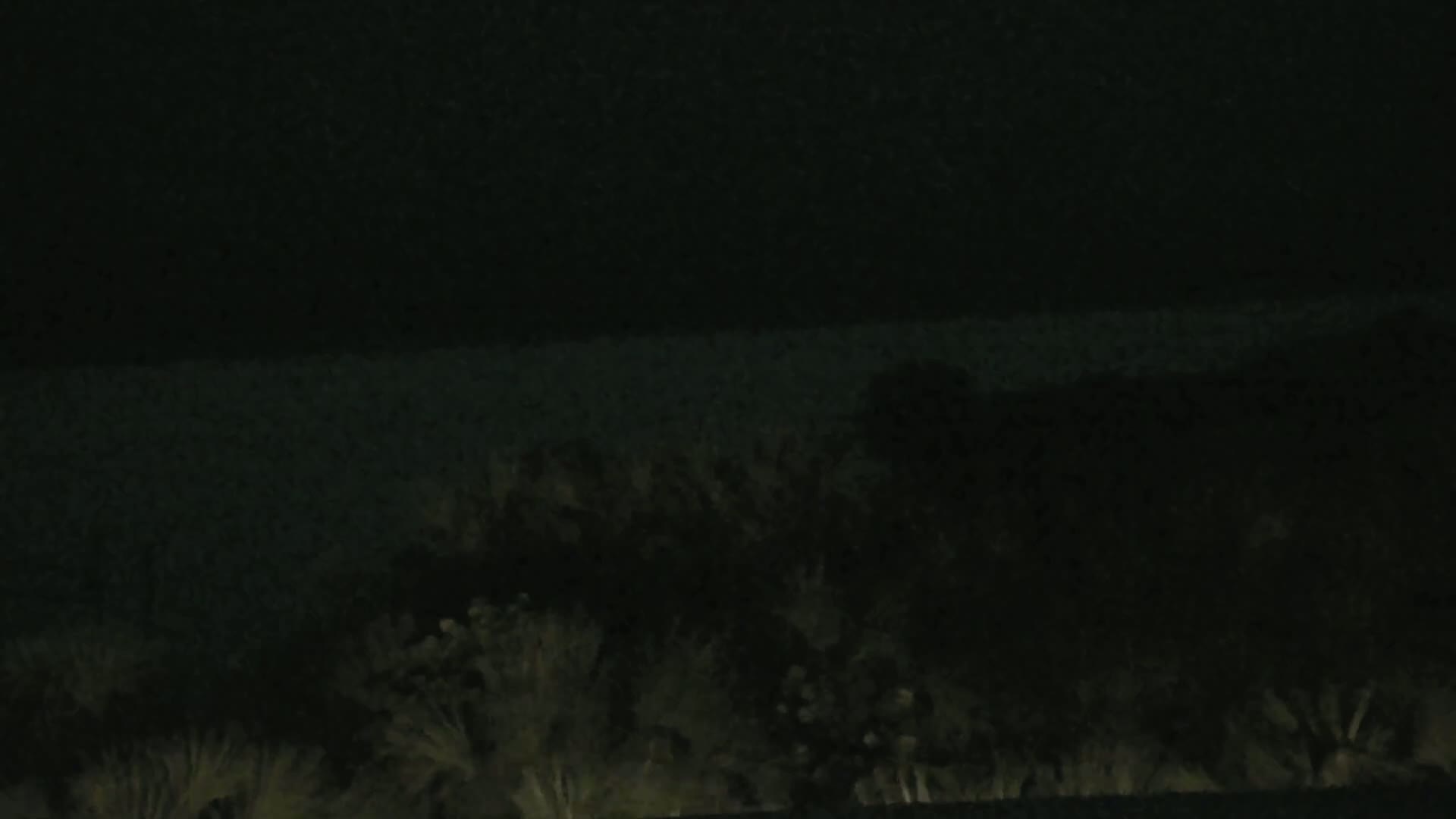 A dark, nighttime scene shows a body of water in the distance and a line of dark green trees and bushes in the foreground.