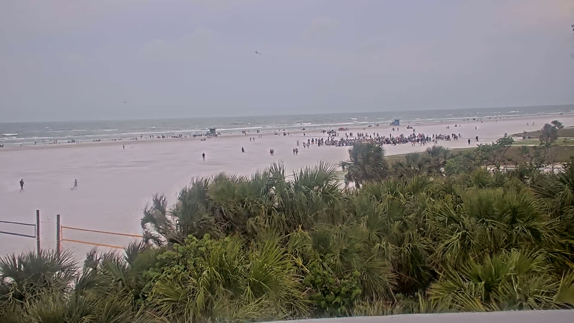 A wide, sandy beach with scattered people and a large group gathered together is viewed from behind a line of low-lying vegetation under an overcast sky, with a calm sea in the background.