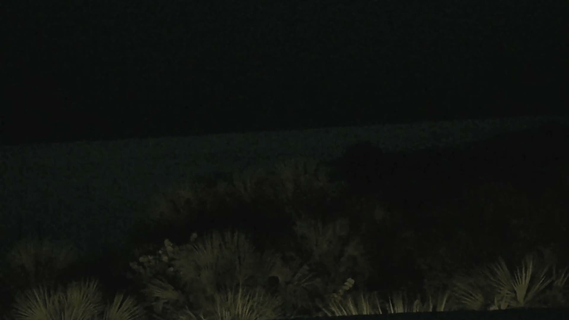A grainy nighttime image reveals dimly lit coastal vegetation in the foreground, with the faint outline of a sandy beach and a dark ocean under a clear sky.