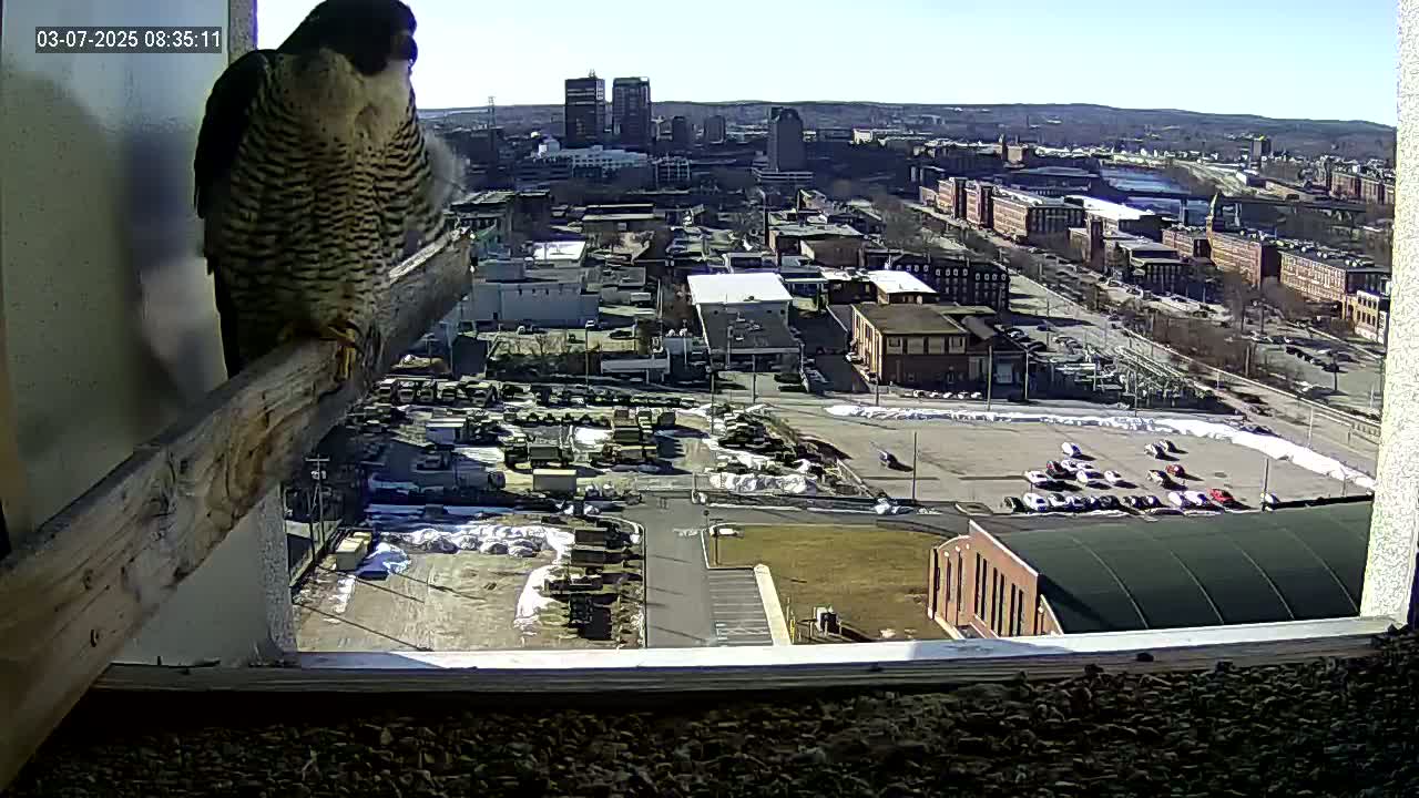 A peregrine falcon perches on a wooden beam inside a window overlooking a city on a sunny day with patches of snow on the ground.