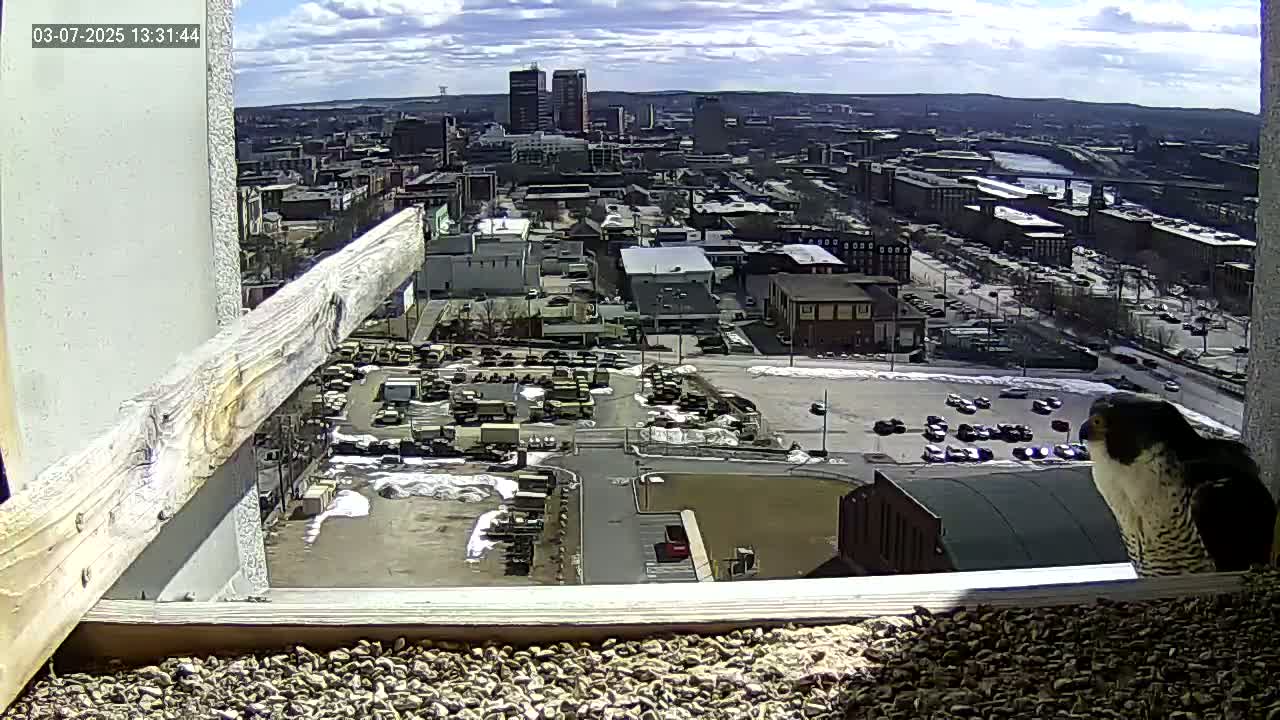 A peregrine falcon sits on a window ledge overlooking a city on a partly cloudy day.