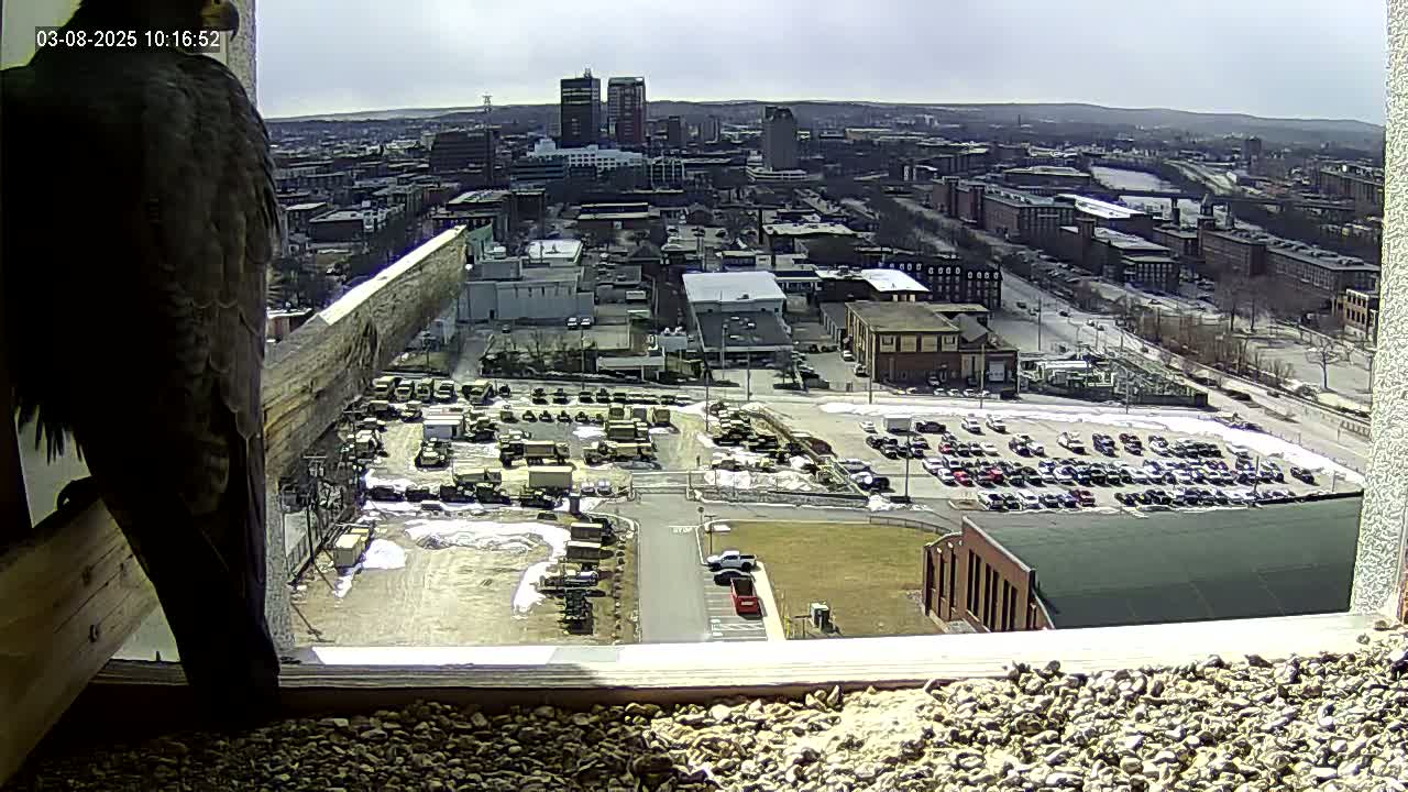 A peregrine falcon is perched on a windowsill overlooking a city with a large parking lot and patches of snow on a sunny day.