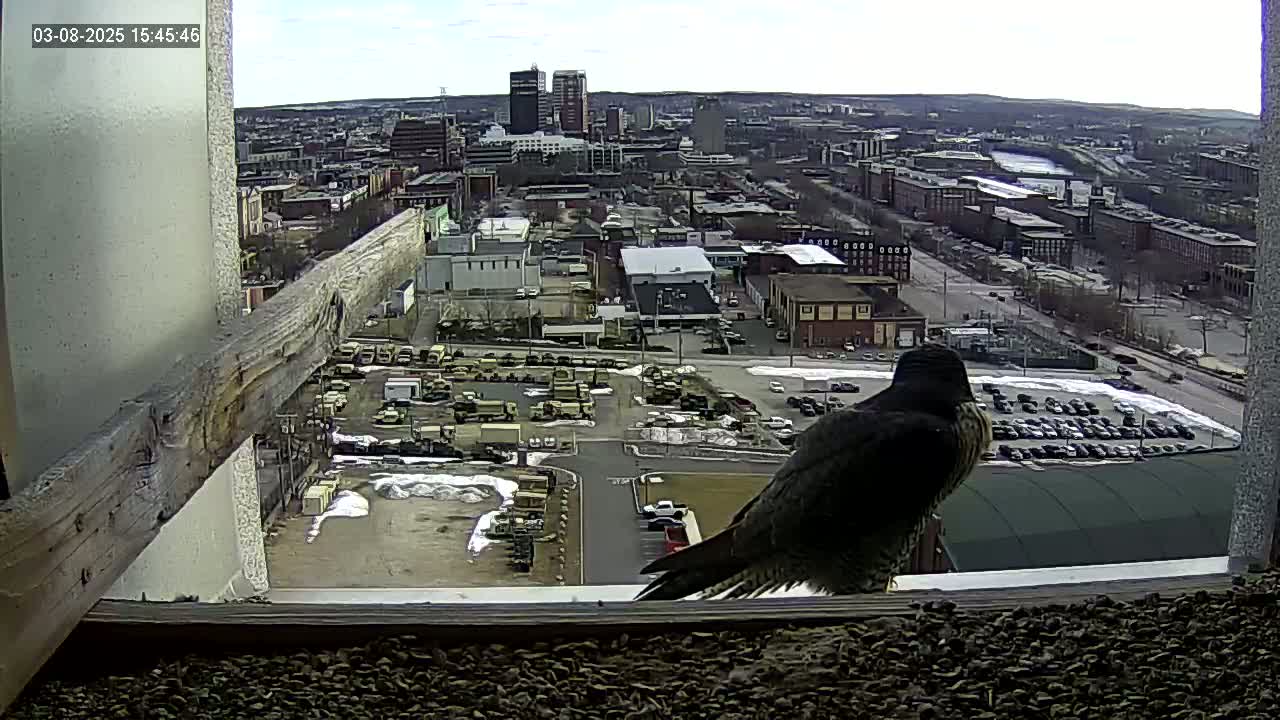 A peregrine falcon perched on a windowsill overlooking a city on a partly sunny day with some snow on the ground.