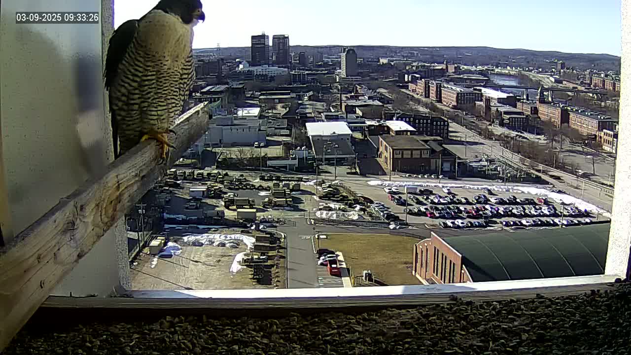 A peregrine falcon perched on a wooden beam overlooks a city on a sunny day with patches of snow on the ground.