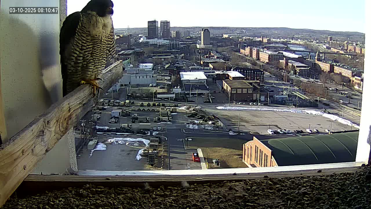 A peregrine falcon perches on a wooden beam inside a window overlooking a city on a sunny day with patches of snow on the ground.