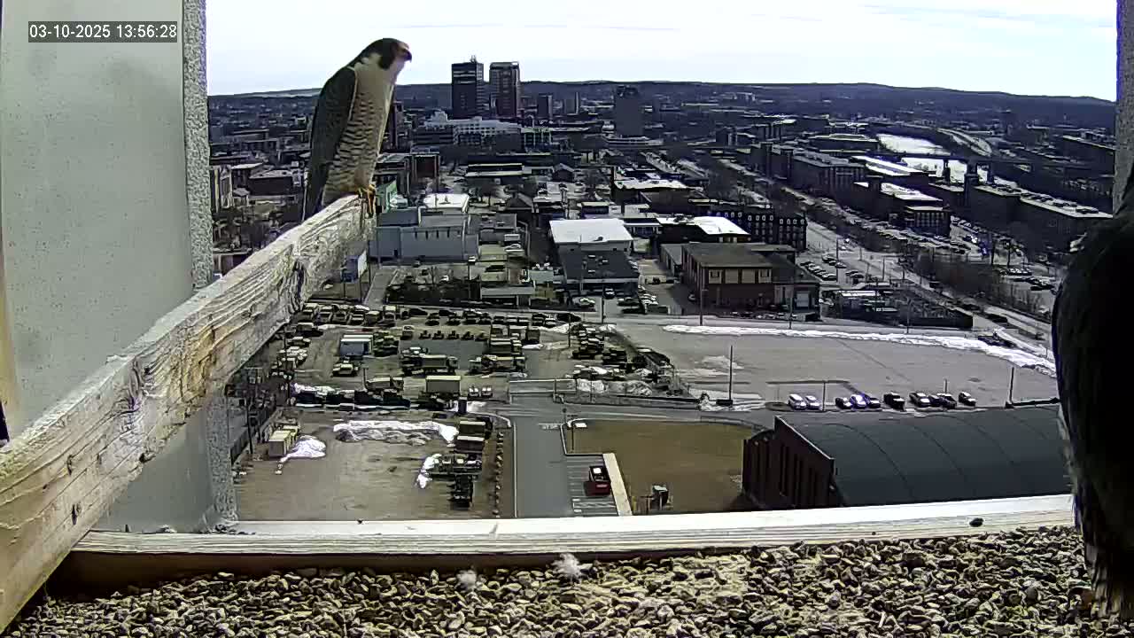 A peregrine falcon perches on a wooden beam overlooking a city on a partly sunny day with patches of snow on the ground.