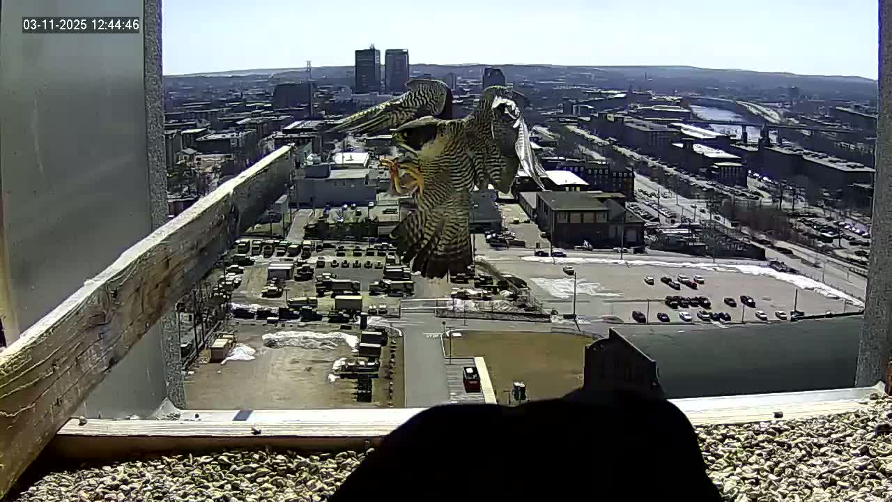 A peregrine falcon is perched on a ledge, eating prey, overlooking a city on a sunny day.