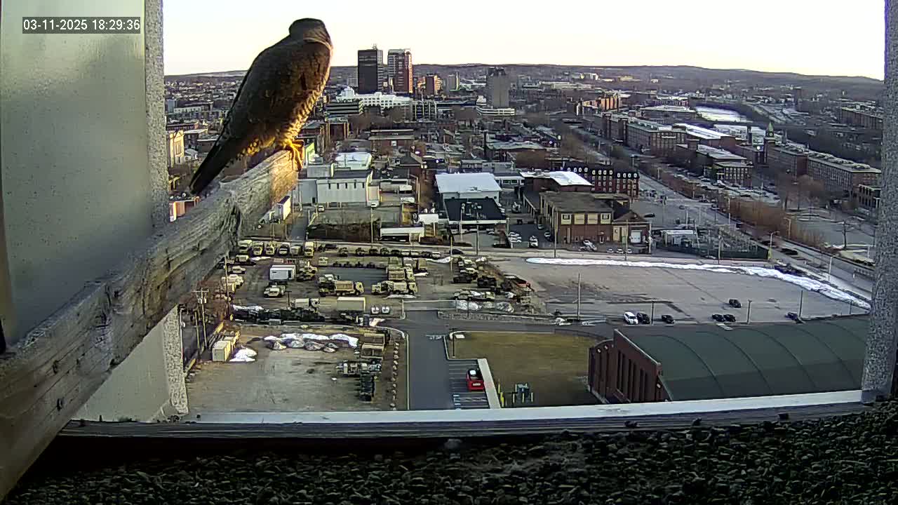 A falcon perches on a wooden beam overlooking a city under a partly cloudy sky.
