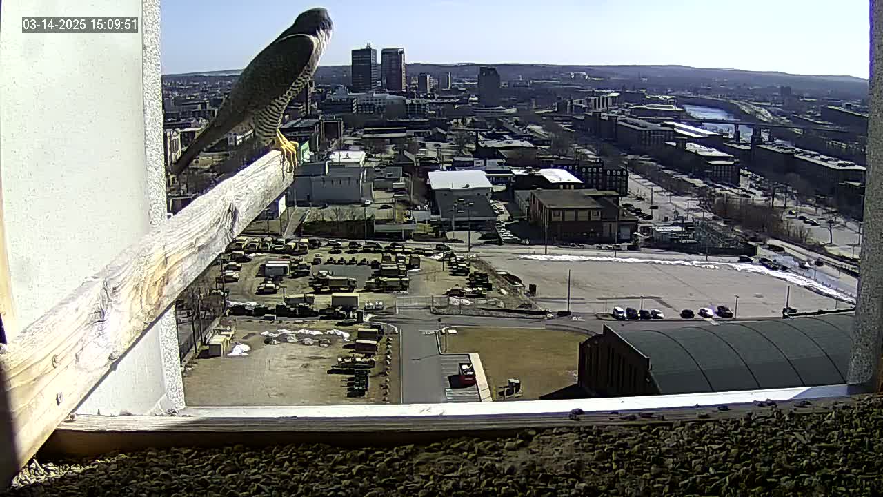A falcon perched on a wooden beam overlooks a city on a sunny day.