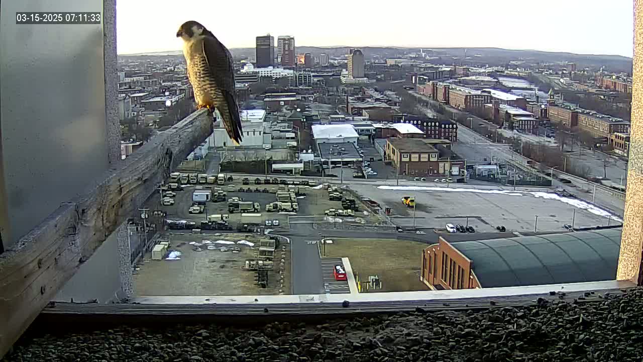 A falcon perches on a wooden beam overlooking a city on a partly cloudy day.