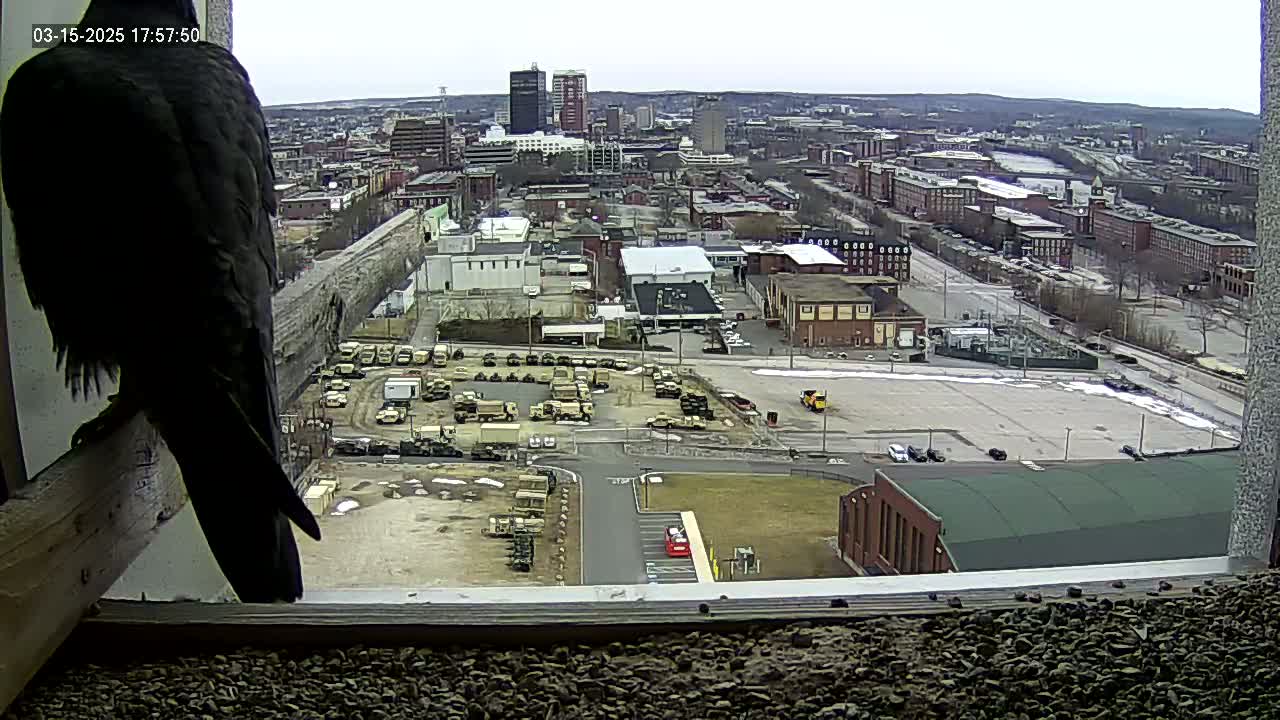A dark-colored bird of prey perches on a wooden beam inside a window overlooking a city with overcast skies and a large parking lot containing numerous vehicles.