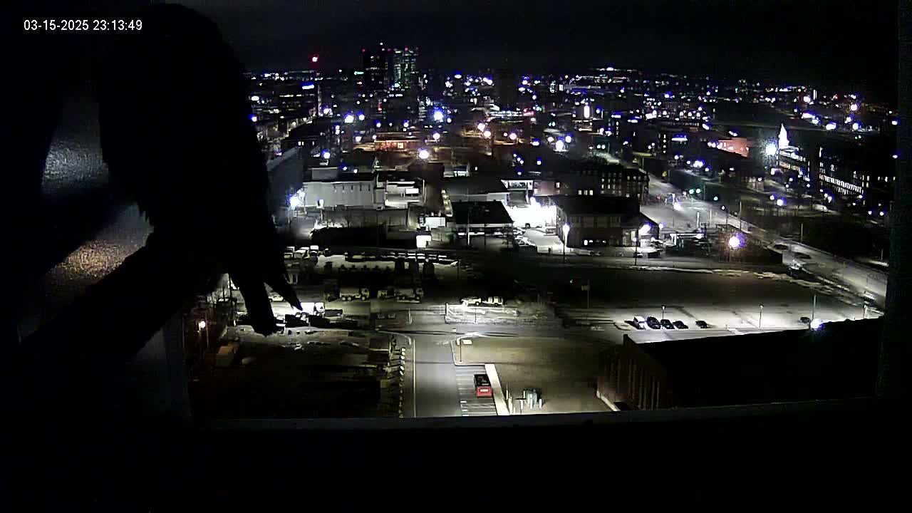 A large, dark bird is silhouetted against a nighttime cityscape illuminated by streetlights and building lights, with some snow visible on the ground.