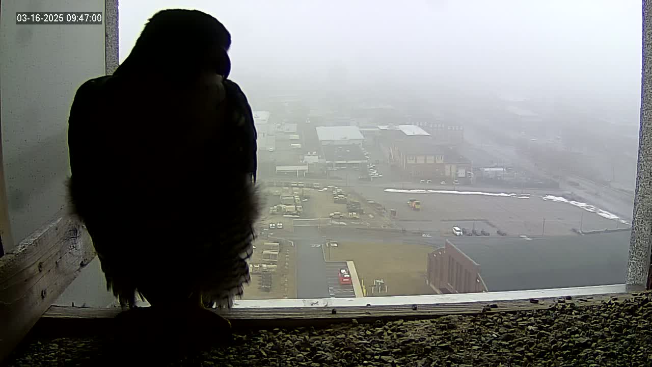 A dark-colored bird sits on a windowsill overlooking a foggy industrial area.