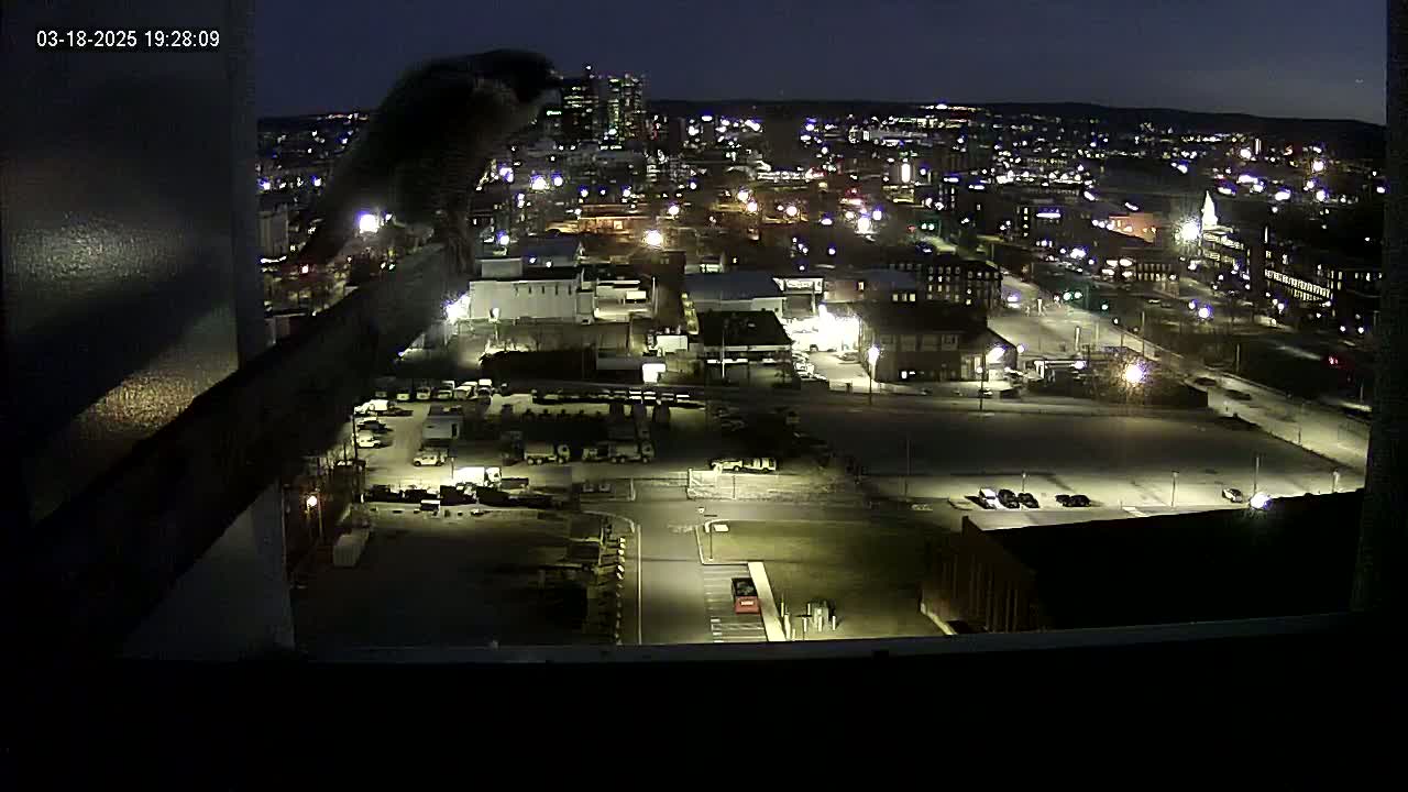A bird perches on a ledge overlooking a nighttime city landscape illuminated by streetlights and building lights.