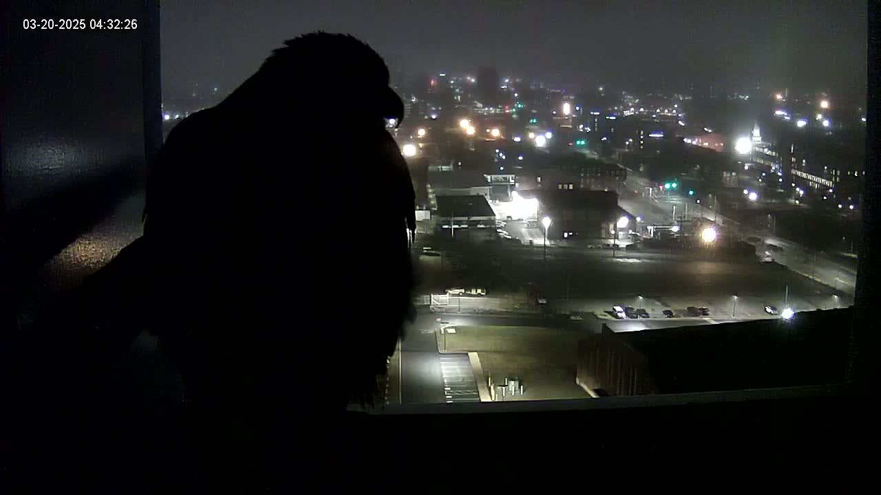 A silhouetted bird is perched on a windowsill overlooking a dimly lit city at night, shrouded in fog.