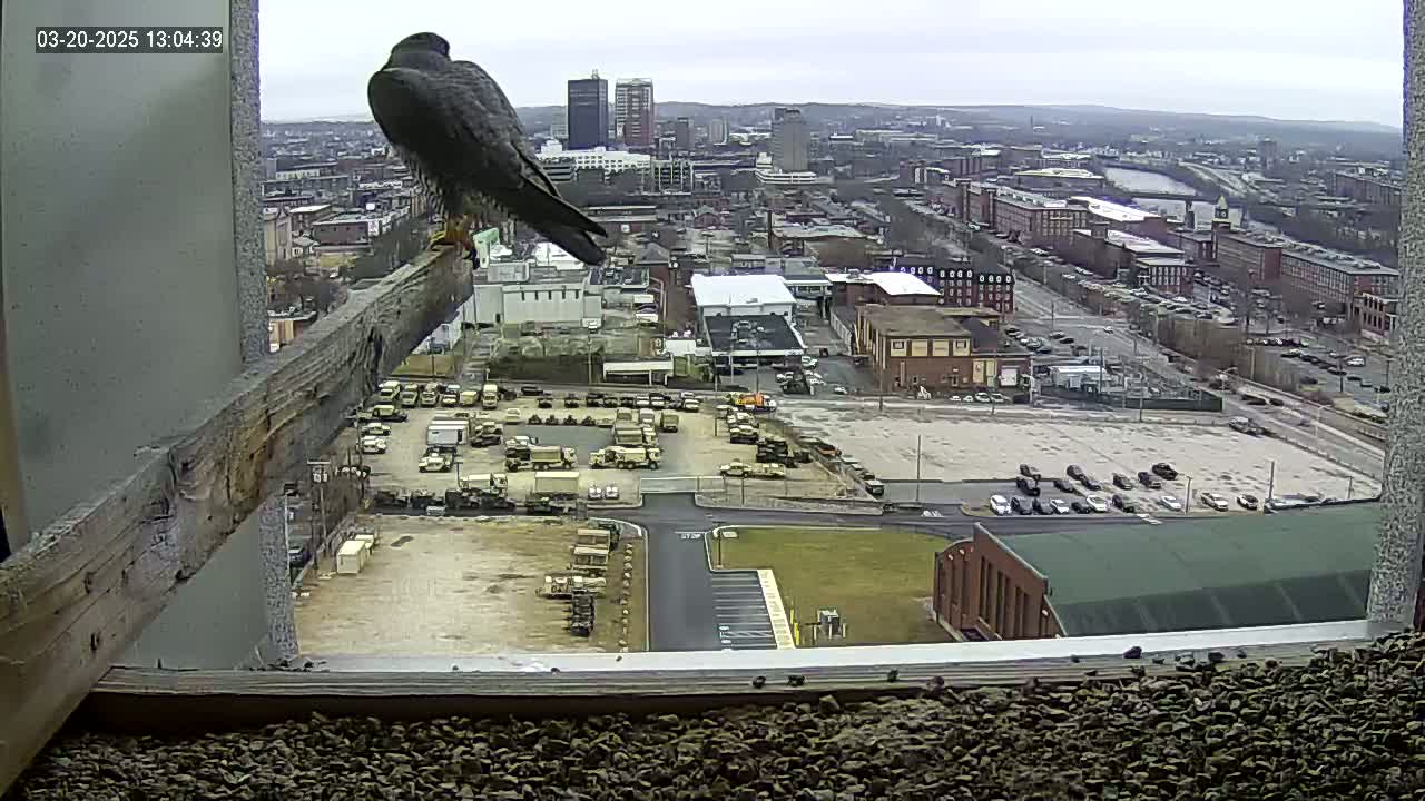 A falcon perches on a wooden beam overlooking a city on an overcast day, with numerous vehicles parked in a large lot below.