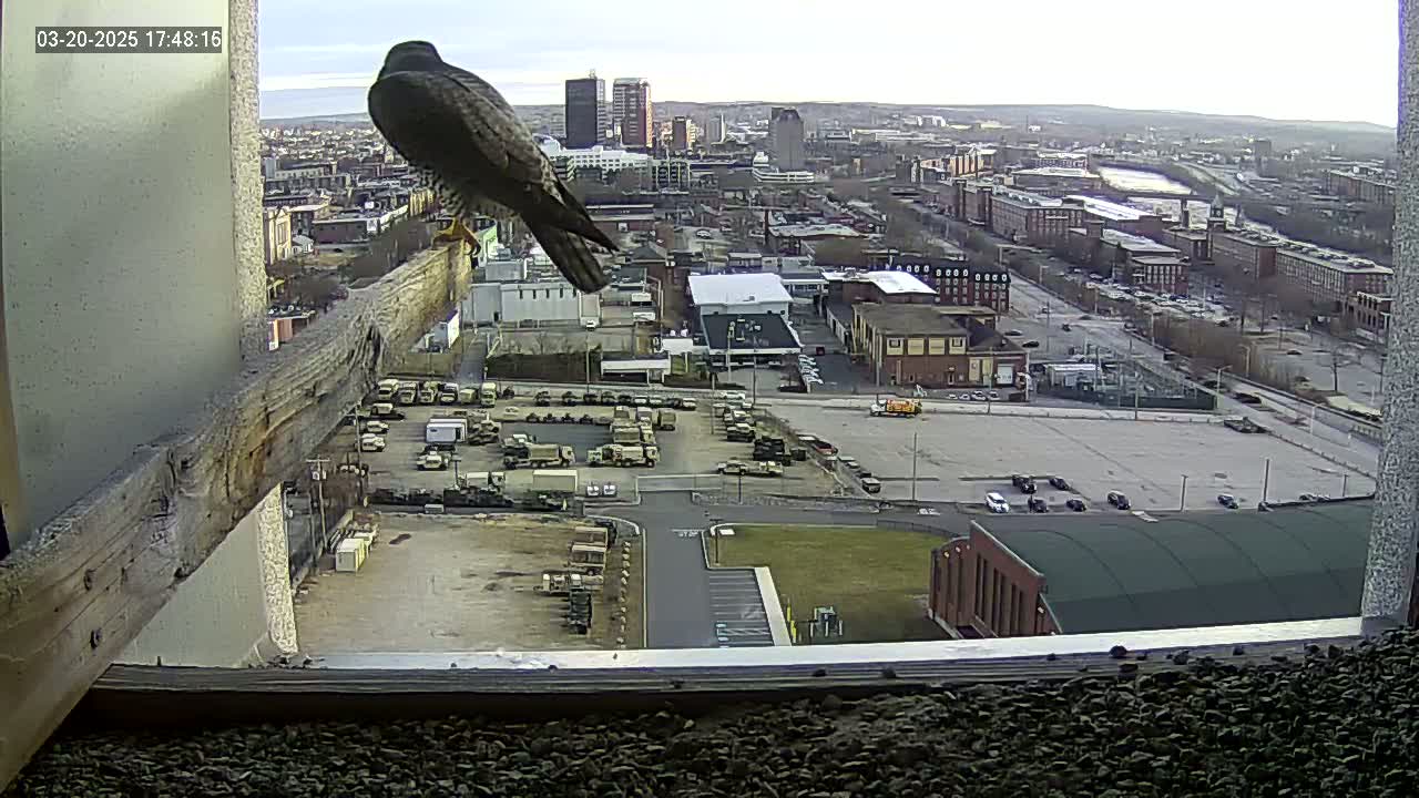 A falcon perched on a wooden beam overlooks a city with overcast skies, a large parking lot filled with vehicles, and several buildings.