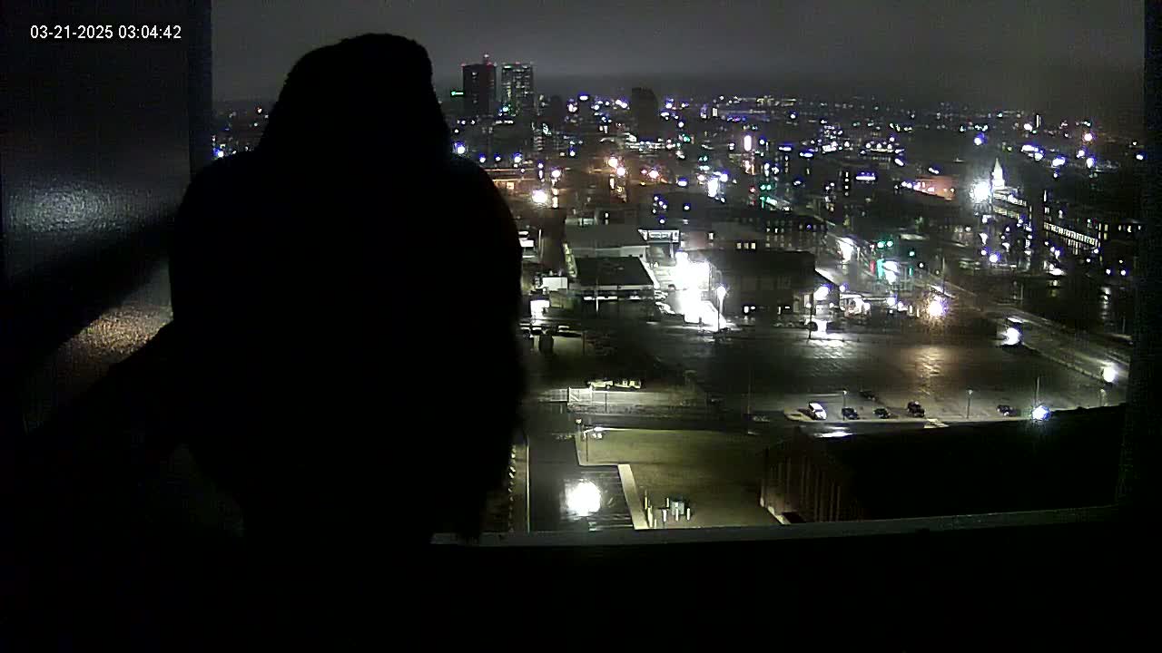 A dark silhouette is seen from inside, looking out a window at a nighttime city illuminated by many lights under a hazy sky.
