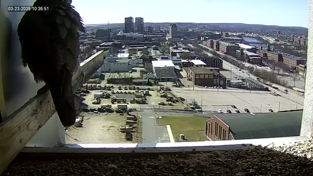 A dark-colored bird perches on a wooden beam inside a window overlooking a city on a sunny day.