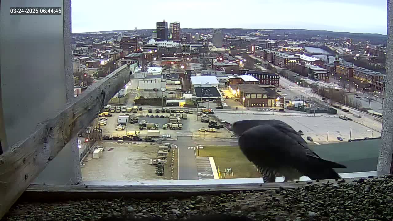 Two dark birds perch on a windowsill overlooking a city under a dusky sky.
