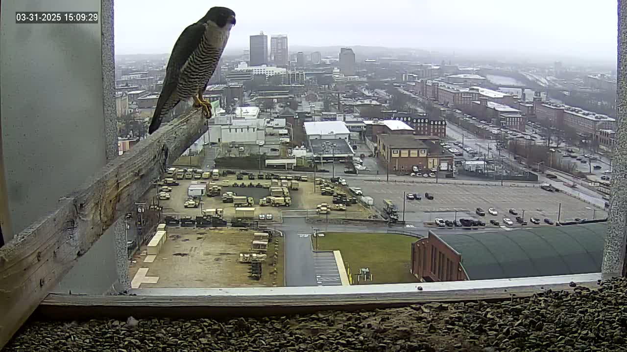 A peregrine falcon perched on a wooden beam overlooks a city on an overcast day, with numerous vehicles visible in a large parking lot below.
