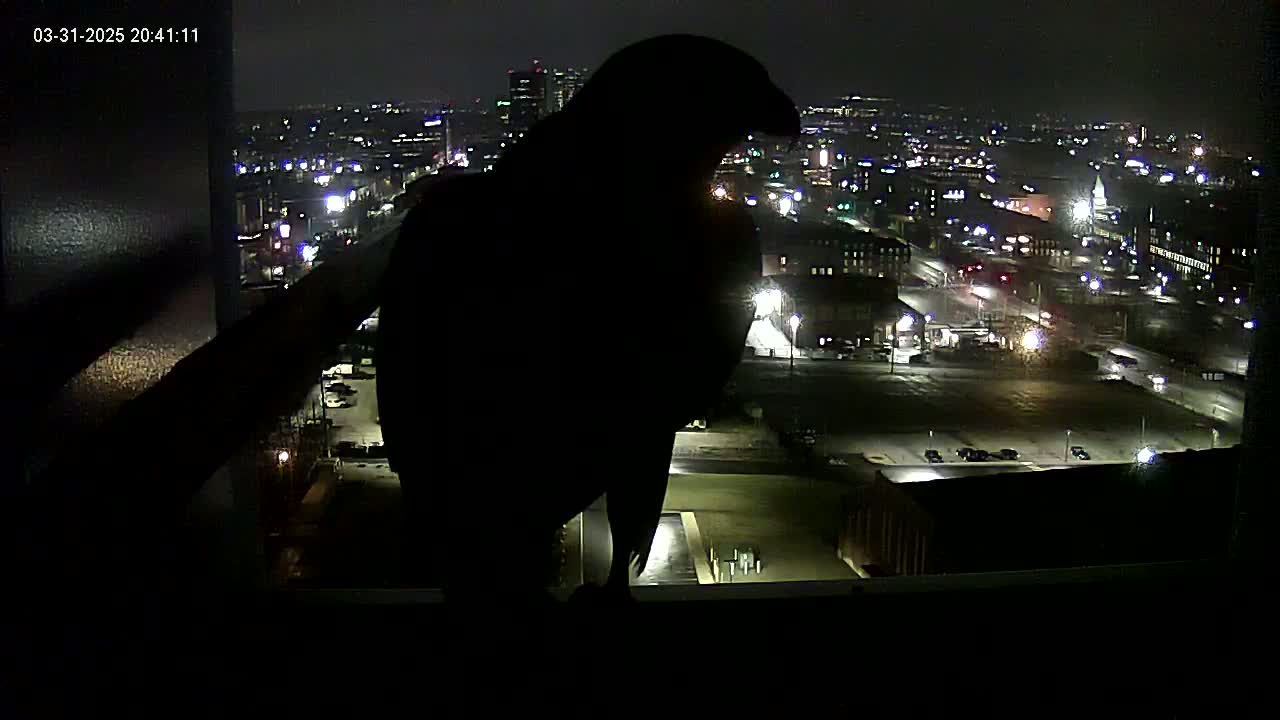 A silhouetted bird of prey perches on a windowsill at night overlooking a brightly lit city.