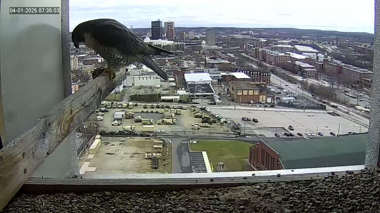 A peregrine falcon perched on a wooden beam overlooking a city on an overcast day.