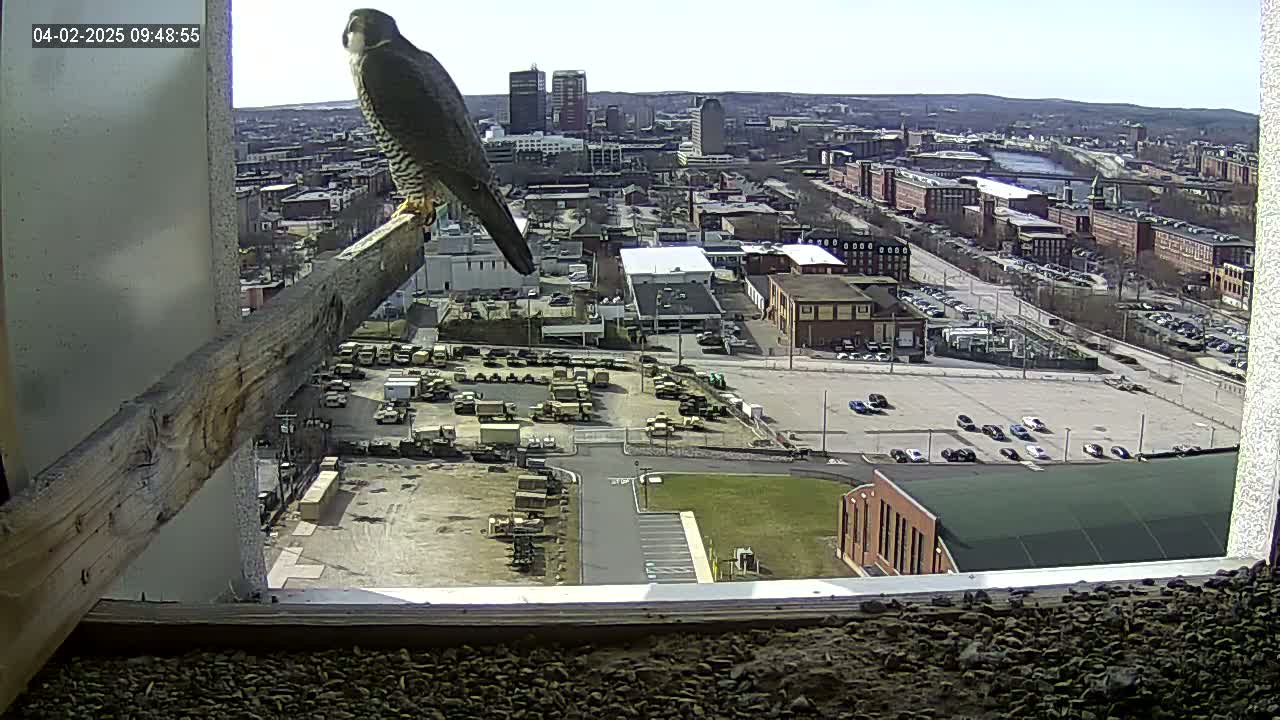 A peregrine falcon perched on a wooden beam overlooks a city under sunny skies, with a large parking lot filled with military vehicles visible in the mid-ground.