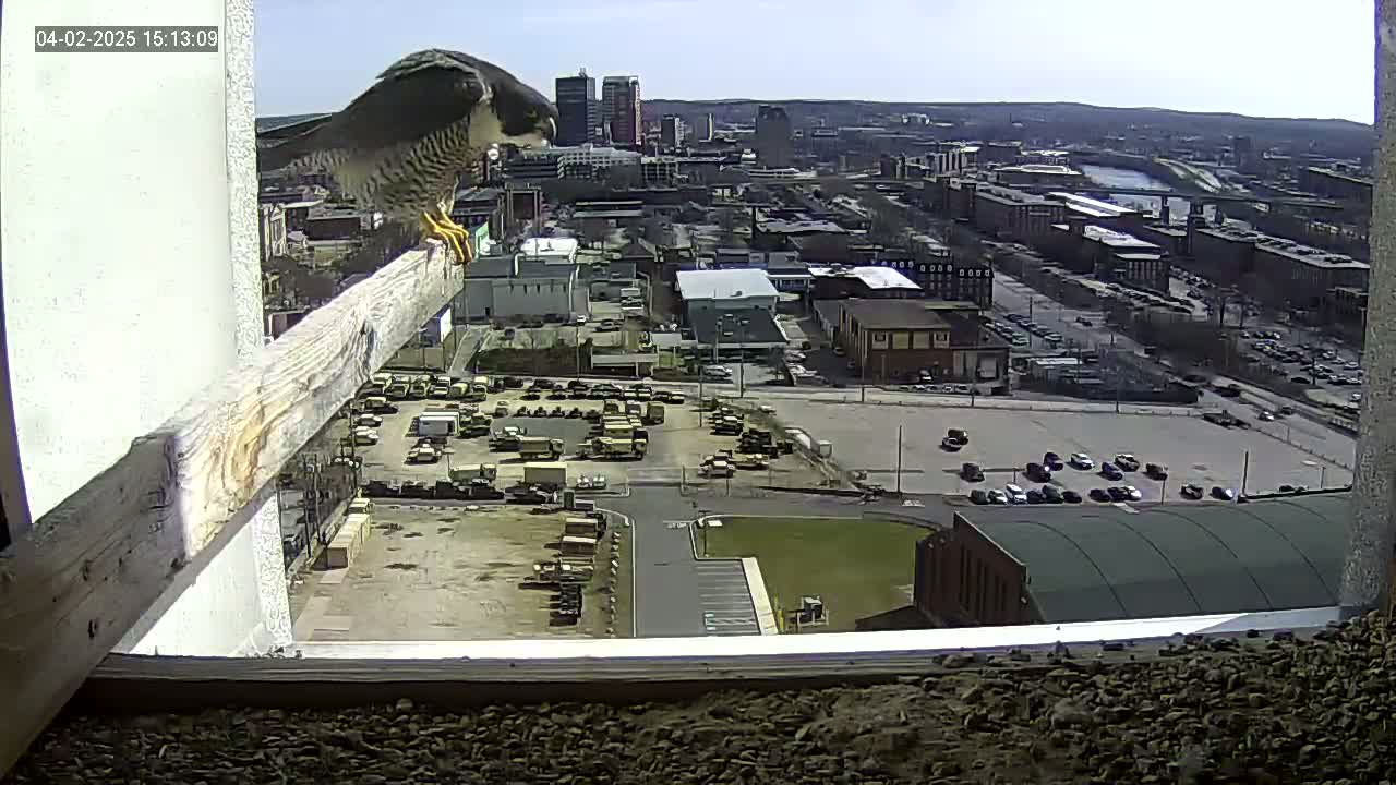 A peregrine falcon perches on a wooden beam overlooking a city on a sunny day.