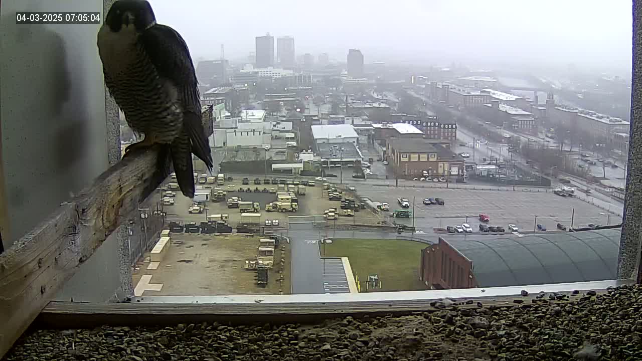 A peregrine falcon perches on a wooden beam inside a window overlooking a city on an overcast day.