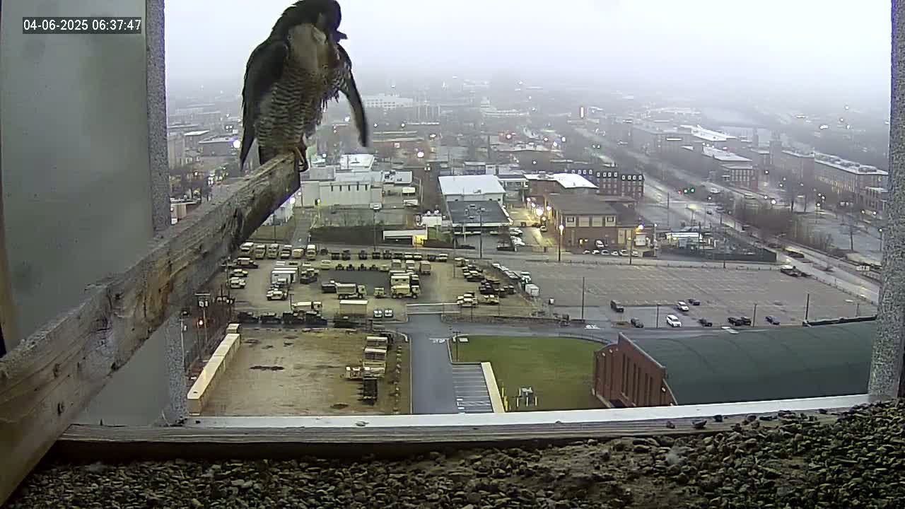 A peregrine falcon perches on a wooden beam overlooking a city on an overcast day.