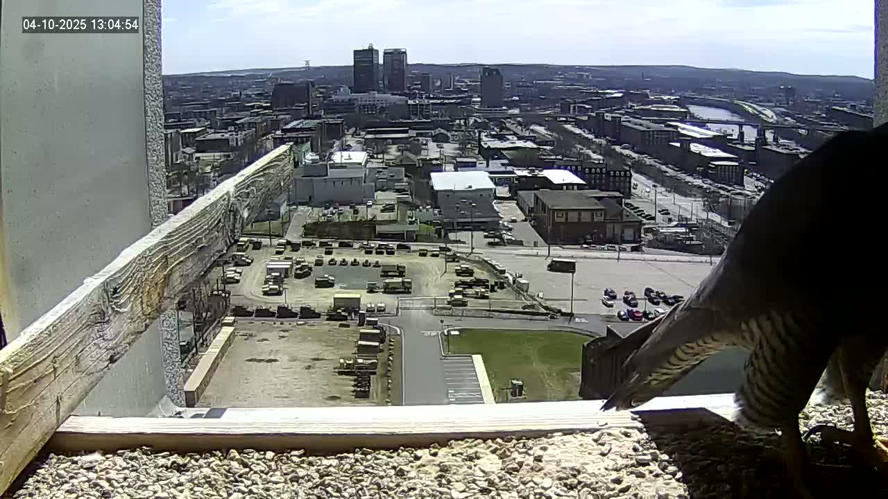 A peregrine falcon is perched on a ledge overlooking a city on a partly sunny day.