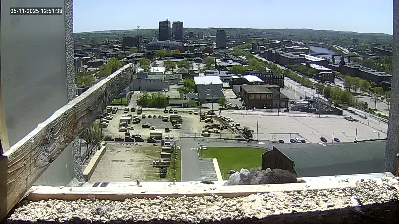A bird sits on a window ledge overlooking a city on a sunny day, with numerous buildings and vehicles visible in the distance.