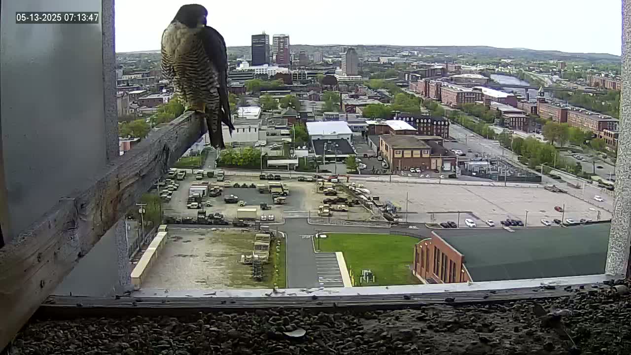A peregrine falcon perches on a wooden beam overlooking a city on a partly cloudy day, with numerous vehicles parked in a large lot below.