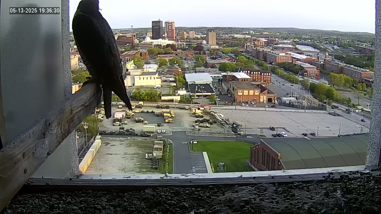 New Hampshire , Manchester City Skyline & Falcons Life Live Cam 1 - Manchester, Hillsborough, New Hampshire, USA
