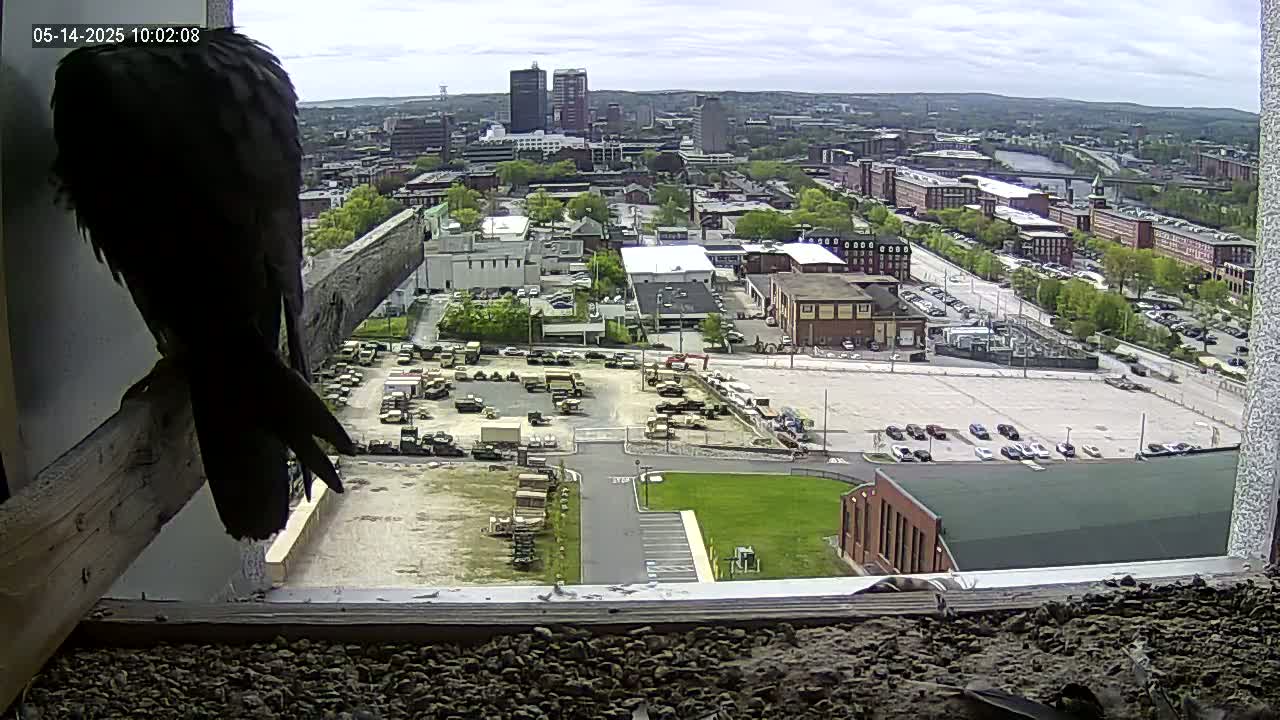 A dark-colored bird sits on a windowsill overlooking a city under partly cloudy skies, with a large parking lot filled with vehicles in the foreground.
