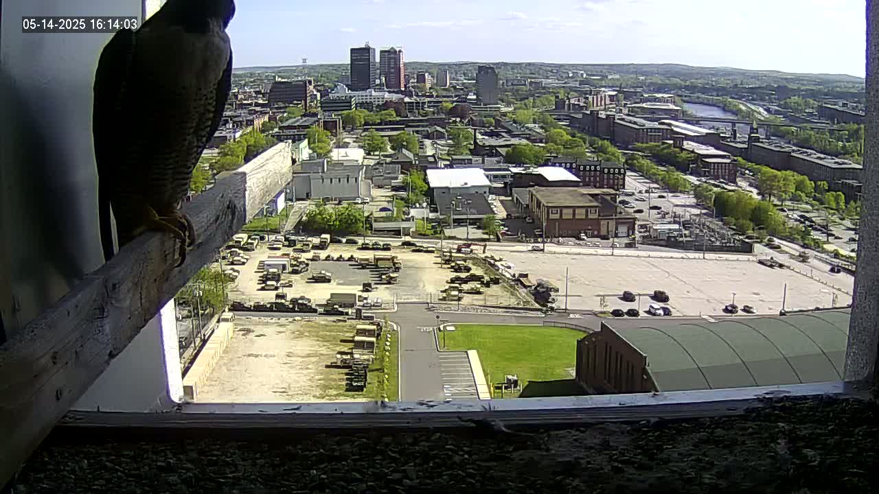 A peregrine falcon perched on a wooden beam inside a window overlooking a sunny city with a large parking lot filled with military vehicles.