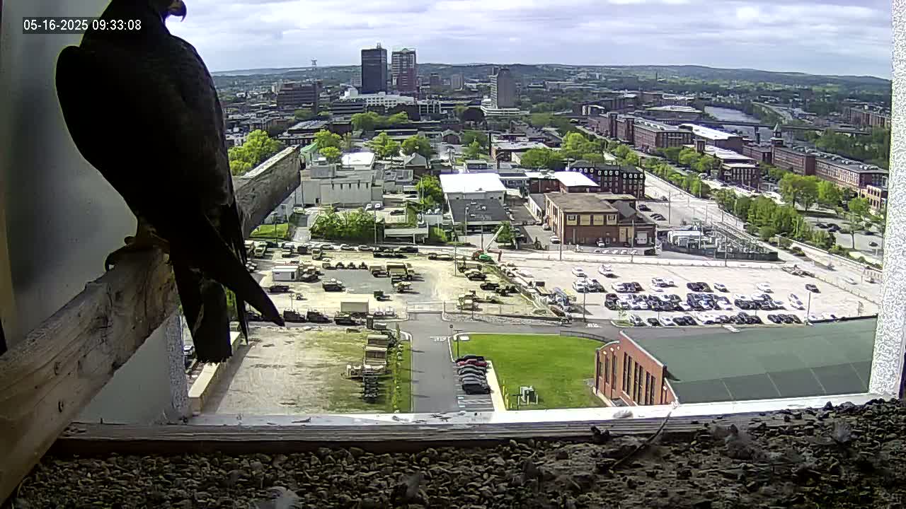 A dark-colored bird of prey perches on a wooden beam inside a window overlooking a city on a partly cloudy day.