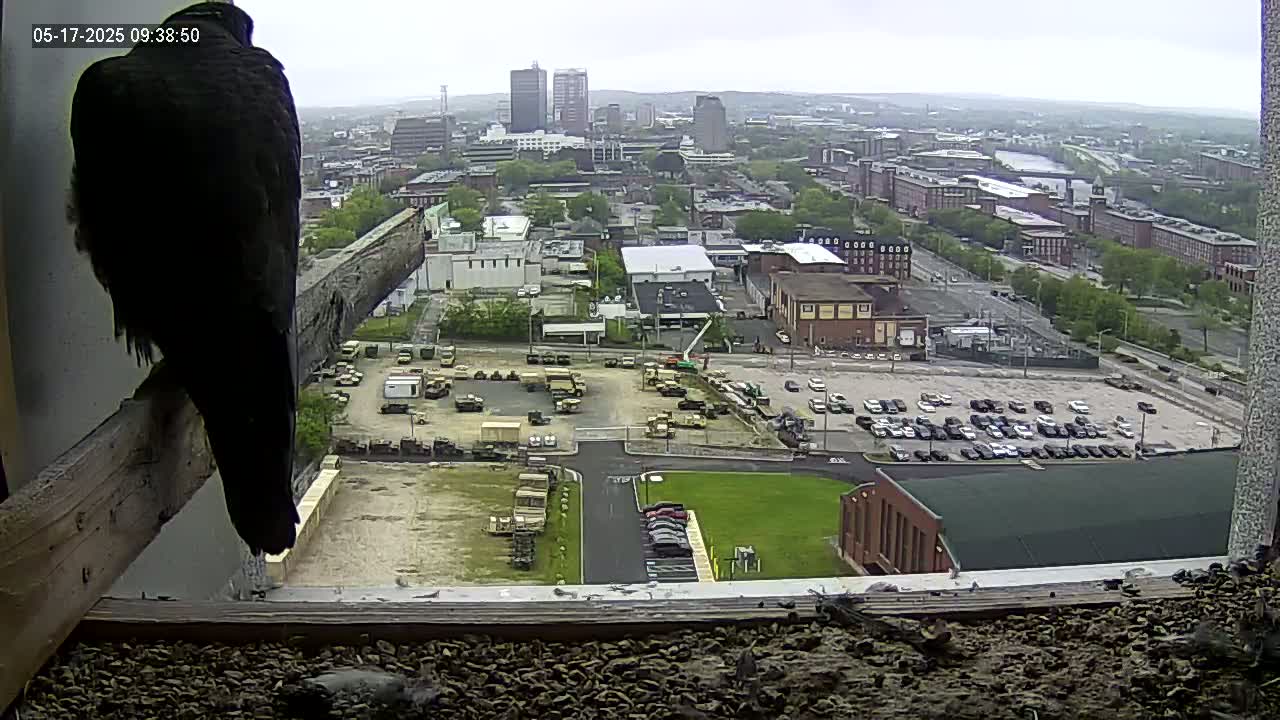 A dark-colored bird perches on a windowsill overlooking a city on an overcast day, with military vehicles visible in a parking lot below.