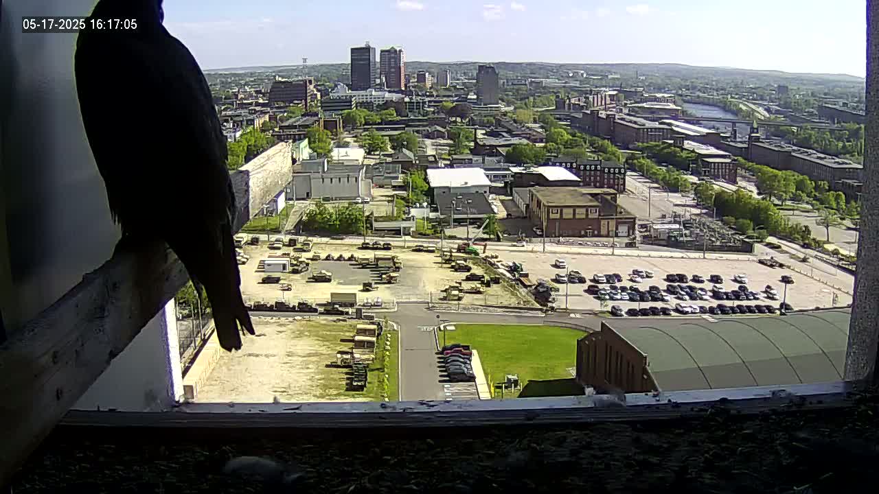 New Hampshire , Manchester City Skyline & Falcons Life Live Cam 1 - Manchester, Hillsborough, New Hampshire, USA