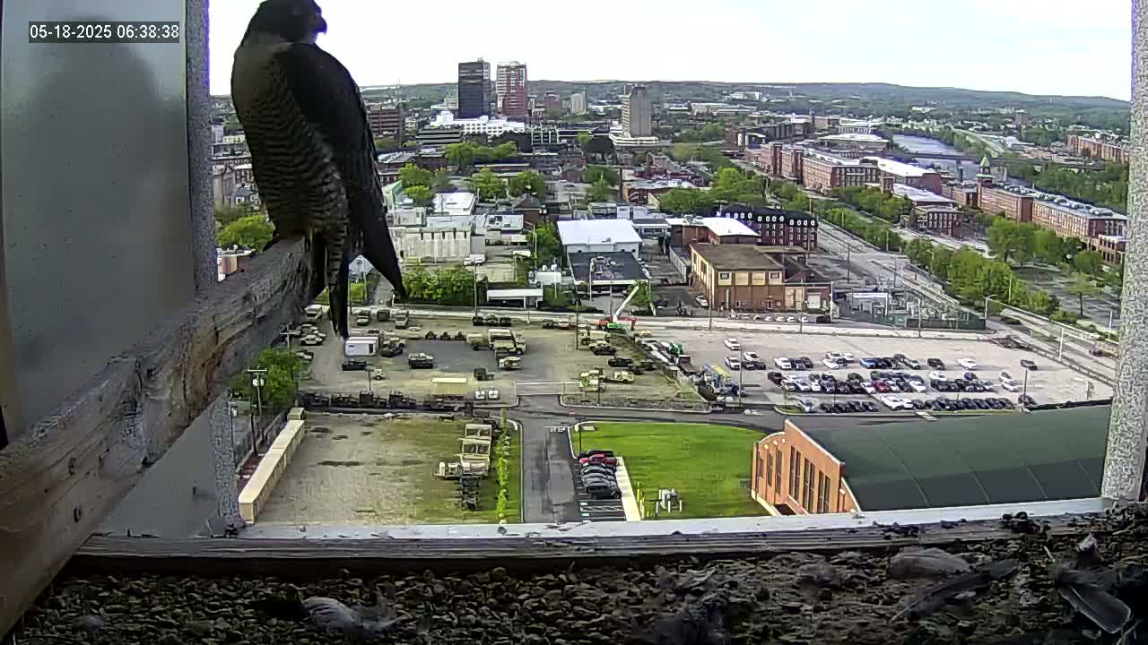 A peregrine falcon perched on a wooden beam overlooks a city on a partly sunny day, with numerous vehicles visible in a large parking lot below.