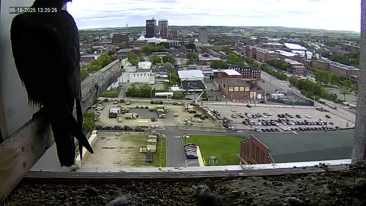 A large dark bird is perched on a windowsill overlooking a city on a partly cloudy day, with numerous vehicles parked in lots below.