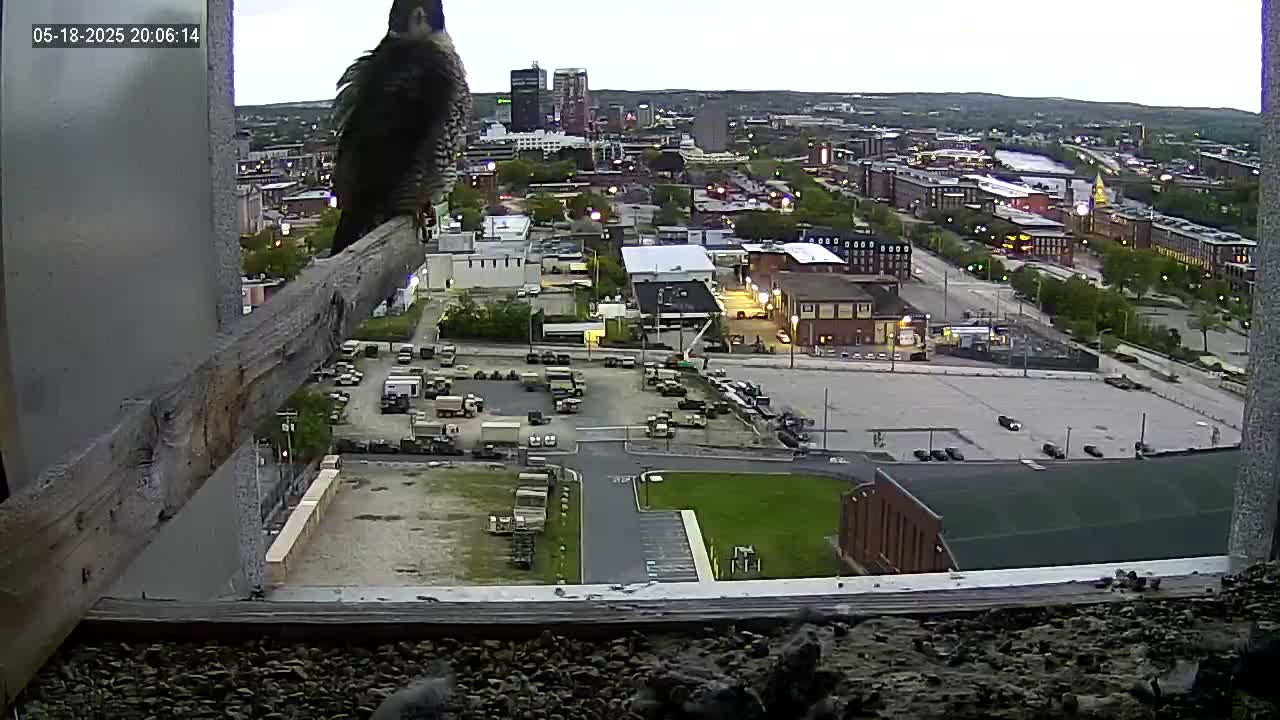 New Hampshire , Manchester City Skyline & Falcons Life Live Cam 1 - Manchester, Hillsborough, New Hampshire, USA