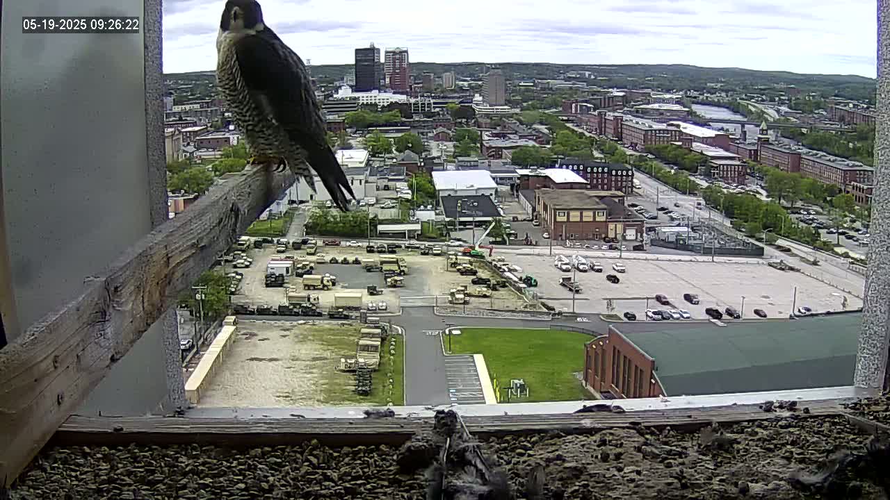 A peregrine falcon perches on a wooden beam in a window overlooking a city on a partly cloudy day, with a large parking lot filled with military vehicles visible below.