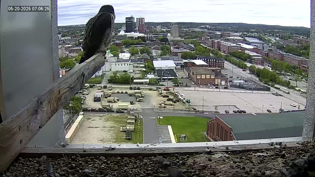 A peregrine falcon perches on a wooden beam overlooking a city on a partly cloudy day, with military vehicles parked in a lot below.