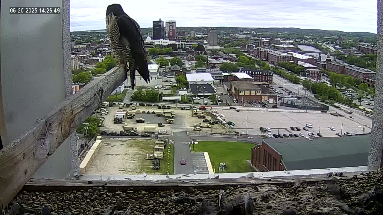A peregrine falcon perched on a wooden beam overlooks a city landscape under partly cloudy skies, with military vehicles and cars visible in a large parking lot below.