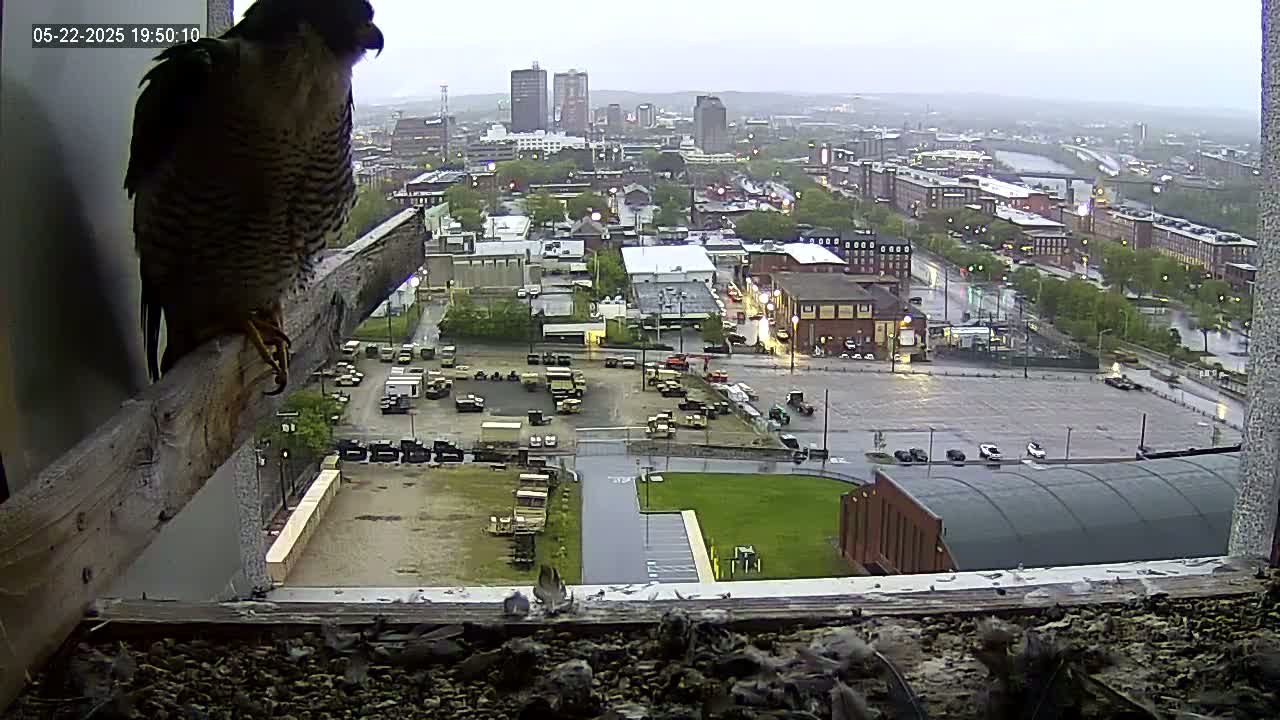 A peregrine falcon perches on a wooden beam inside a window overlooking a rain-soaked city with numerous buildings and vehicles.