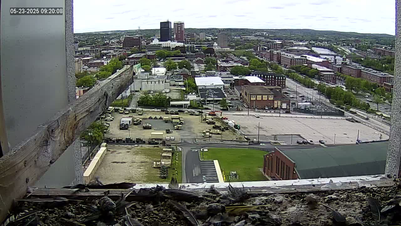 A high-angle, outdoor view on a partly cloudy day shows a city with numerous buildings and a large parking lot containing military vehicles, all seen from a windowsill with a bird's nest.